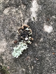 Pseudoparmelia uleana