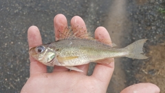 Gymnocephalus cernua