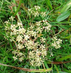 Trinia glauca