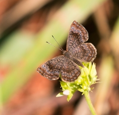 Calephelis braziliensis