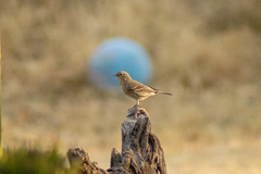 Setophaga coronata auduboni