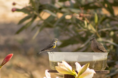 Setophaga coronata auduboni