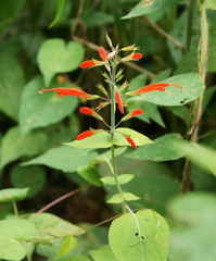 Salvia alborosea