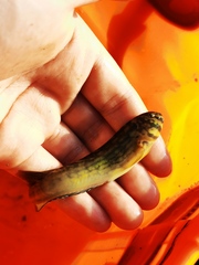 Omobranchus punctatus