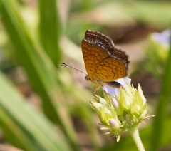 Calephelis braziliensis