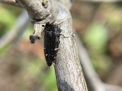 Acmaeodera vandykei