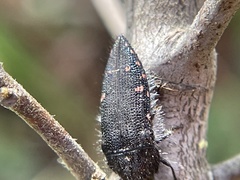 Acmaeodera vandykei