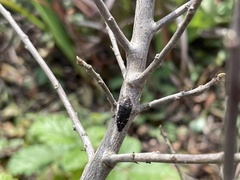 Acmaeodera vandykei