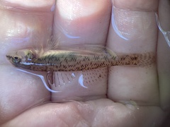 Etheostoma olmstedi