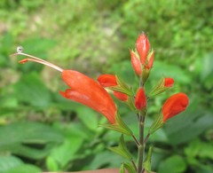 Salvia alborosea