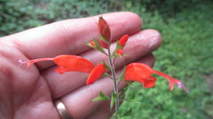 Salvia alborosea