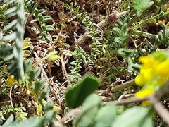 Astragalus cancellatus