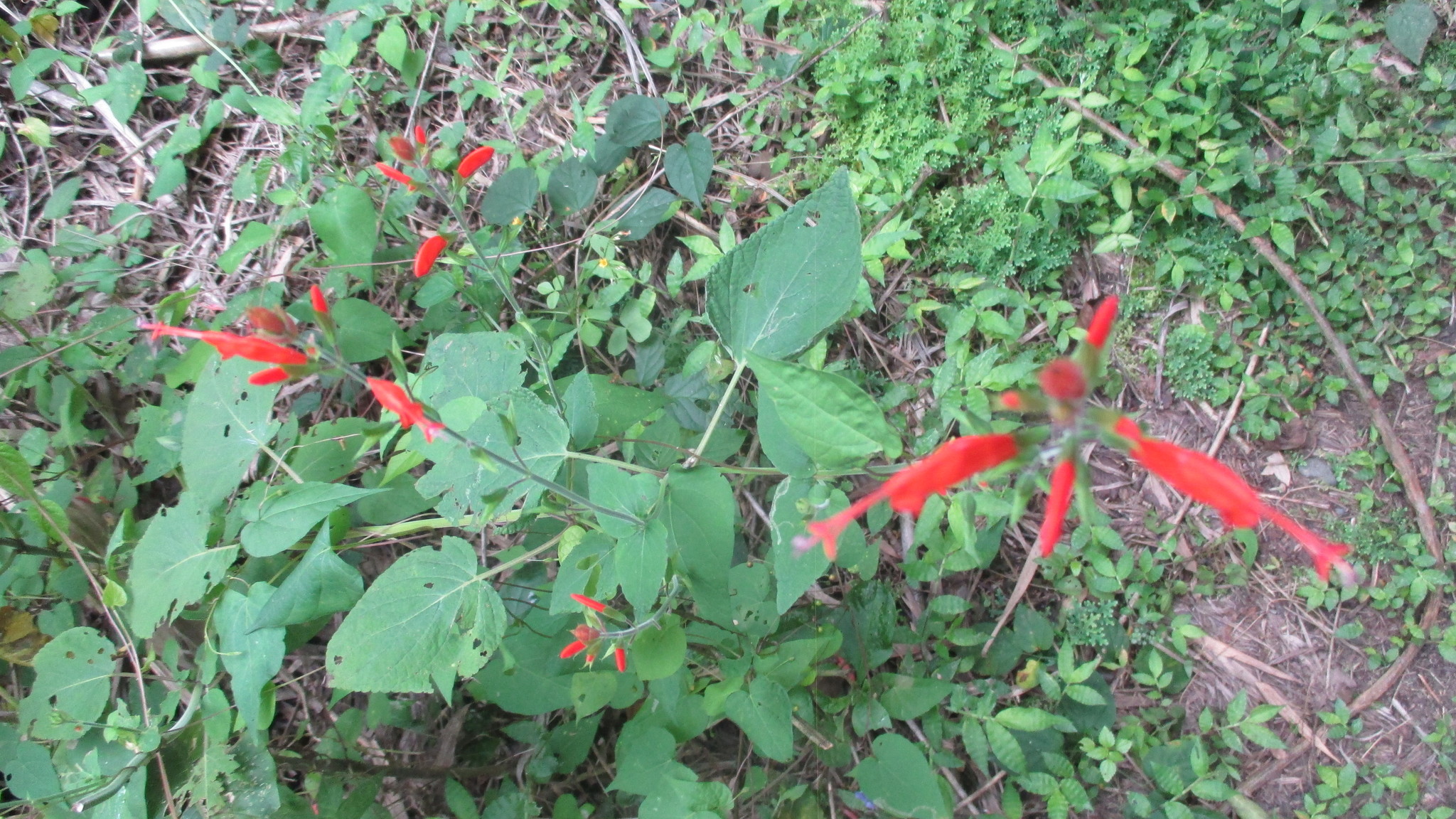 Salvia alborosea image