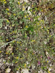 Astragalus cancellatus