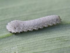 Phymatocera aterrima