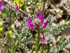 Astragalus cancellatus