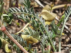 Astragalus cancellatus