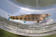Bluespar Darter photo 4