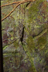 Amphineurus hudsoni