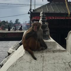 Macaca mulatta