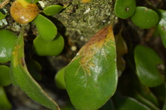 Philocryptica polypodii