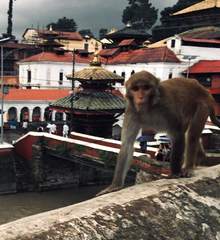 Macaca mulatta