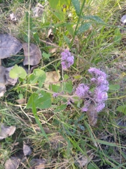 Urolepis hecatantha