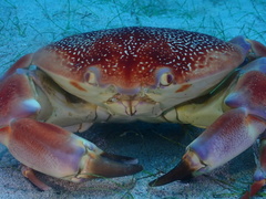 Carpilius corallinus