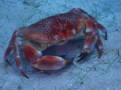 Carpilius corallinus