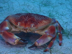 Carpilius corallinus