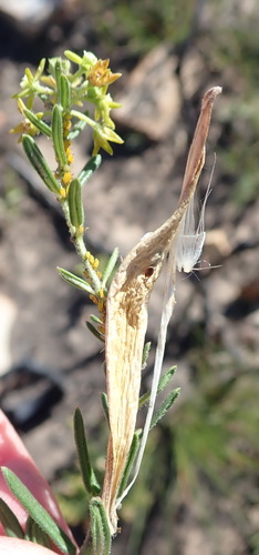 Image of Aspidoglossum heterophyllum by (c) Nicola van Berkel, some rights reserved (CC BY-SA)