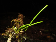 Dendrobium teretifolium