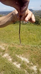Chalcides chalcides