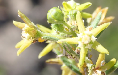 Image of Aspidoglossum heterophyllum by (c) Nicola van Berkel, some rights reserved (CC BY-SA)