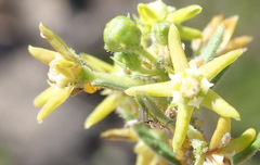 Aspidoglossum heterophyllum