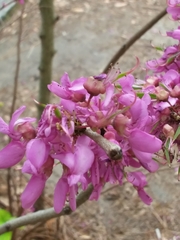 Cercis canadensis