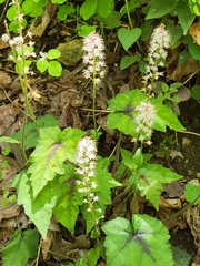 Tiarella nautila