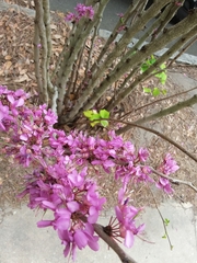Cercis canadensis