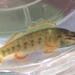 Etheostoma rufilineatum - Photo (c) Ty Smith,  זכויות יוצרים חלקיות (CC BY-NC), uploaded by Ty Smith