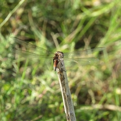 Tramea cophysa