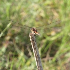 Tramea cophysa