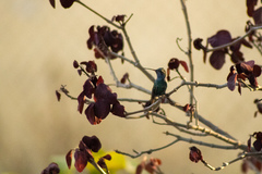 Cynanthus latirostris