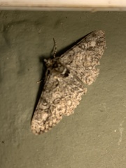Cleora sublunaria