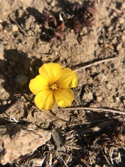 Oxalis perdicaria