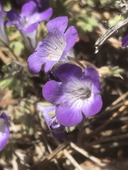 Phacelia davidsonii