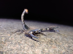 Deccanometrus phipsoni