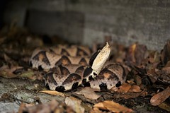 Deinagkistrodon acutus