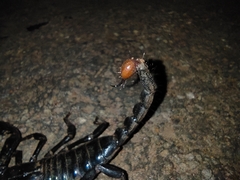 Deccanometrus phipsoni