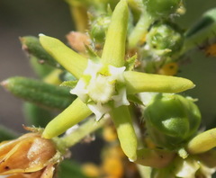 Aspidoglossum heterophyllum