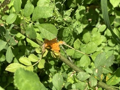 Phragmidium rosae-multiflorae